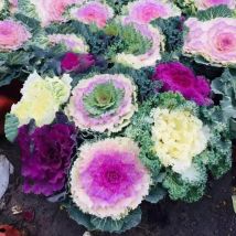 1000 Grünkohlsamen, Gemischte Grünkohlsamen, Zierblumensamen, Zier- Und Nutzgemüsesamen