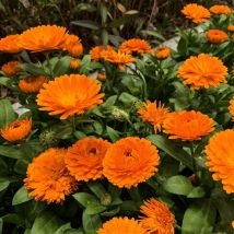 1000 Ringelblumen Samen – Calendula-mix, Beete, Rabatten & Container, Üppige Blüte