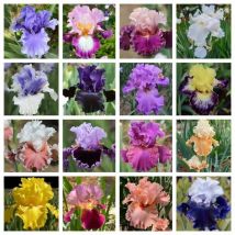 1000 Samen Seltene Gemischte Iris, Mehrjährige Blumensamen, Geeignet Für Die Freilandpflanzung