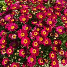 10000 Kleine Rote Sonnenmargeriten-samen – Üppige Blüte – Für Garten, Balkon Und Töpfe – Außendekoration