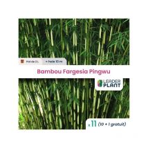 Leaderplant.com - 11 x Bambou Fargesia Pingwu en pot de 2 l
