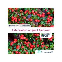 11 x Cotoneaster rampant dammeri en godet