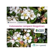 11 x Cotoneaster rampant Skogolmen en godet