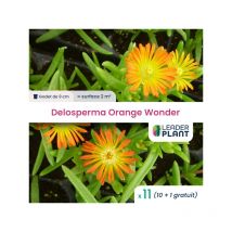 11 x Delosperma Orange Wonder en godet