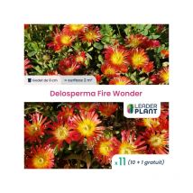 11 x Delosperma Fire Wonder en godet