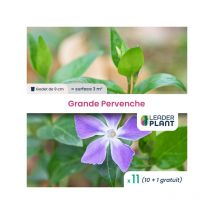 11 x Grande Pervenche en godet
