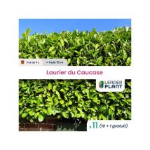 Laurier du Caucase 60/80 f