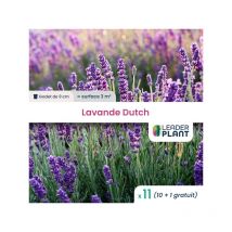 Leaderplant.com - 11 x Lavandin / lavande Dutch en godet