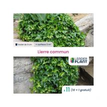 11 x x Lierre commun en godet