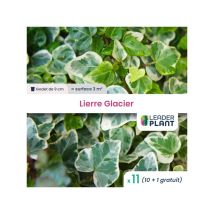 11 x Lierre Glacier en godet