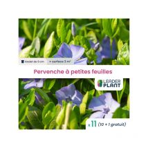 Leaderplant.com - 11 x Pervenche à petites feuilles en godet