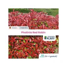 11 x Photinia Red Robin en pot de 1 litre