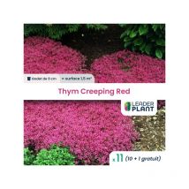 11 x Thym Creeping Red en godet