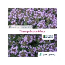 11 x Thym précoce Minor en godet