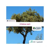 11 x Chêne vert en godet