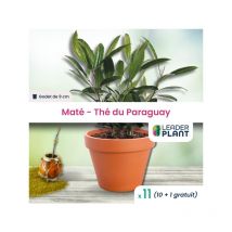 Leaderplant.com - 11 x Thé du Paraguay - Ilex paraguariensis en godet