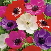 15 anemones coronaria de caen