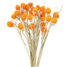 Mezheng - 16 Tiges Fleurs Séchées Naturelles Fleurs de Craspedia Séchées Billy Button Balles Bouquet Floral pour Mariage Noël Hiver Maison Décoration