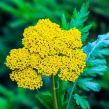 2 Achillées Eupatoire 'Parker's Variety' (Achillea Filipendulina) - Vendu par 2