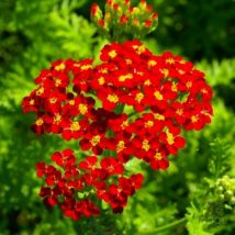 2 Achillées 'Fanal' (Achillea 'Fanal') - Vendu par 2