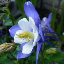 2 Ancolies 'Blue Star' (Aquilegia 'Blue Star') - Vendu par 2
