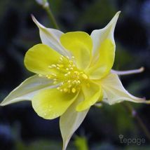 2 Ancolies Chrysanta 'Yellow Queen' (Aquilegia Chrysanta 'Yellow Queen') - Vendu par 2