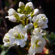 2 Arabettes du Caucase 'Plena' (Arabis Caucasica 'Plena') - Vendu par 2