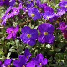 2 Aubriètes Royal Violet (Aubrieta 'Royal Violet') - Vendu par 2