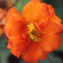 2 Benoîtes 'Fire Opal' (Geum 'Fire Opal') - Vendu par 2