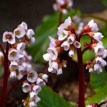 2 Bergénies à Fleurs Blanches (Bergenia 'Bressingham White') - Vendu par 2