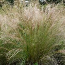 2 Cheveux d'Ange (Stipa Tenuifolia) - Vendu par 2