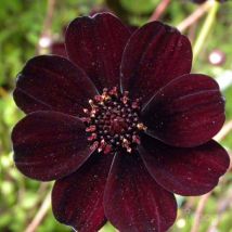 2 Cosmos Chocolat (Cosmos 'Atrosanguineus') - Vendu par 2