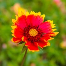 2 Gaillardes 'Dazzler' (Gaillardia 'Dazzler') - Vendu par 2