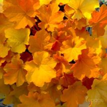 2 Heuchères 'Caramel' (Heuchera 'Caramel') - Vendu par 2