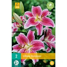 2 lys stargazer
