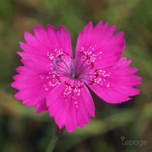 2 Oeillets à Delta 'Rosea' (Dianthus Deltoides 'Rosea') - Vendu par 2