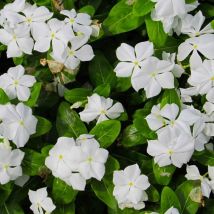 2 Petites Pervenches 'Alba' (Vinca Minor 'Alba') - Vendu par 2