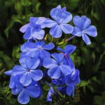 2 Phlox 'Blue Boy' - Vendu par 2