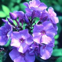 2 Phlox 'Blue Paradise' (Phlox 'Blue Paradise') - Vendu par 2