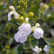 2 Sauges De Gregg Blanche (Salvia Gregii 'Alba') - Vendu par 2