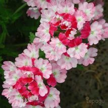 2 Verveines 'Pink Parfait' (Verbena 'Pink Parfait') - Vendu par 2