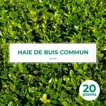 Pépinières Naudet - 20 Buis Commun (Buxus Sempervirens) - Haie de Buis Commun