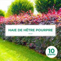 20 Hêtre Pourpre (Fagus Sylvatica Atropurpurea) - Haie de Hêtre Pourpre