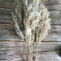 20pcs herbe de pampa séchée naturelle fleurs séchées arrangement de bouquet de fleurs séchées pour la décoration de la maison (50-55cm)
