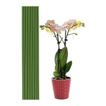 Linghhang - 20 tiges de support pour plantes vertes de 40 cm - Pour jardin, maison, jardinage, fabrication de trépieds