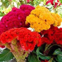 2.000 Samen Gemischte Hahnenkämme, Blumensamen, Hohe Keimrate, Einfach Zu Pflanzen Für Gartentöpfe