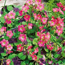 25 Oxalis Deppei Iron Cross