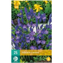 25 bulbes triteleias corrina