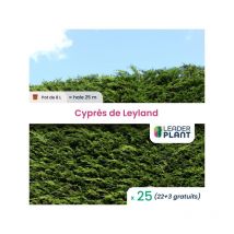25 x Cyprès de Leyland en pot de 8 L