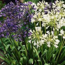 3 agapanthus bleu/blanc